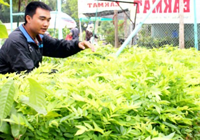 A Sua sapling nursery in Buon Ma Thuot City (Photo: SGGP)